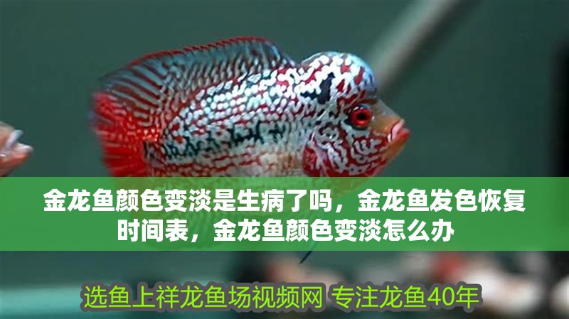 金龍魚顏色變淡是生病了嗎，金龍魚發色恢復時間表，金龍魚顏色變淡怎么辦