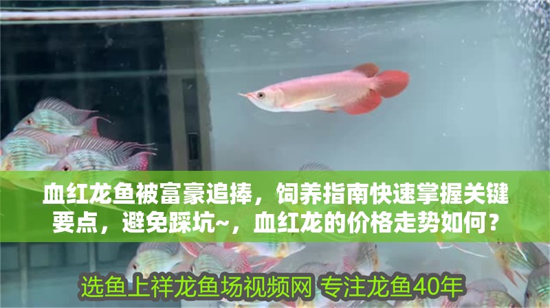 血紅龍魚被富豪追捧，飼養指南快速掌握關鍵要點，避免踩坑~，血紅龍的價格走勢如何？