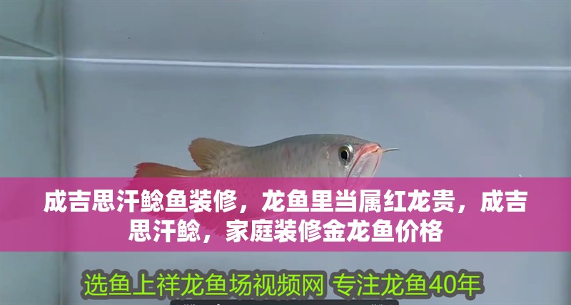 成吉思汗鯰魚裝修，龍魚里當屬紅龍貴，成吉思汗鯰，家庭裝修金龍魚價格