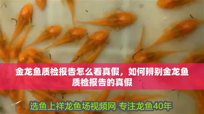 金龍魚質檢報告怎么看真假，如何辨別金龍魚質檢報告的真假
