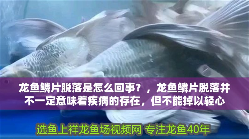 龍魚鱗片脫落是怎么回事？，龍魚鱗片脫落并不一定意味著疾病的存在，但不能掉以輕心