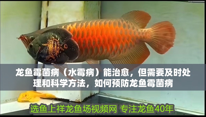 龍魚霉菌?。ㄋ共。┠苤斡?，但需要及時處理和科學方法，如何預防龍魚霉菌病