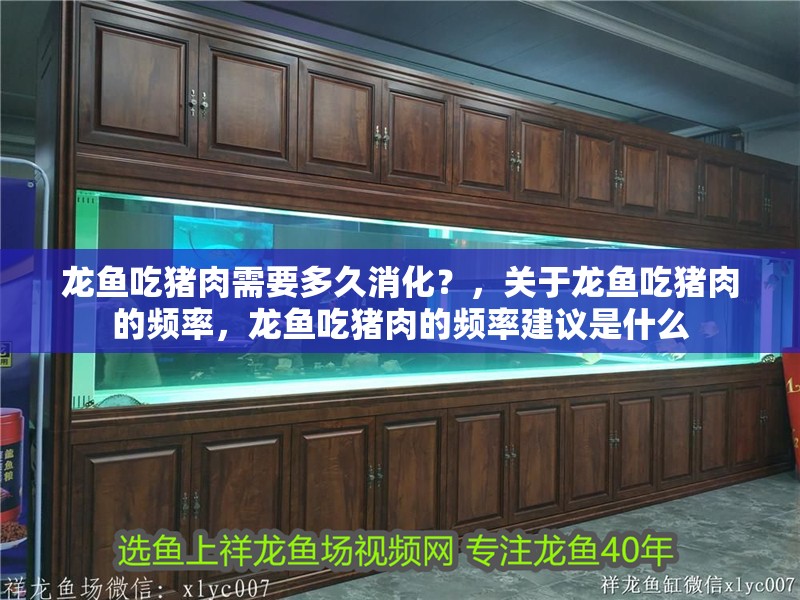 龍魚吃豬肉需要多久消化？，關于龍魚吃豬肉的頻率，龍魚吃豬肉的頻率建議是什么