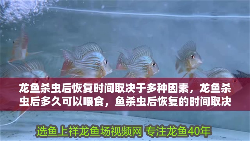 龍魚殺蟲后恢復時間取決于多種因素，龍魚殺蟲后多久可以喂食，魚殺蟲后恢復的時間取決于多種因素，龍魚殺蟲后多久可以喂食