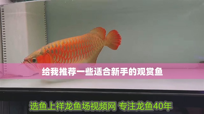 給我推薦一些適合新手的觀賞魚