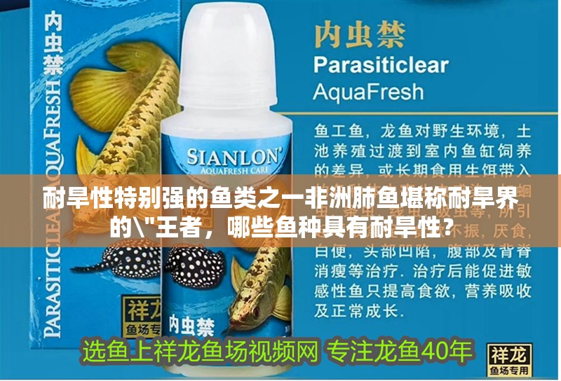 耐旱性特別強的魚類之一非洲肺魚堪稱耐旱界的\