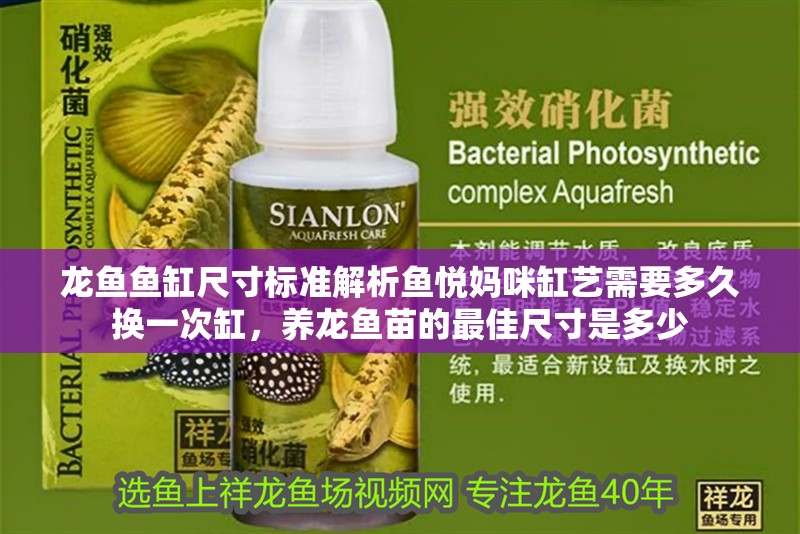 龍魚魚缸尺寸標(biāo)準(zhǔn)解析魚悅媽咪缸藝需要多久換一次缸，養(yǎng)龍魚苗的最佳尺寸是多少