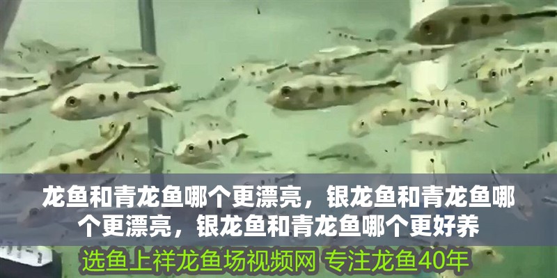 龍魚和青龍魚哪個更漂亮，銀龍魚和青龍魚哪個更漂亮，銀龍魚和青龍魚哪個更好養