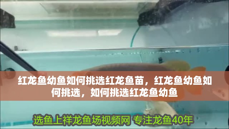 紅龍魚幼魚如何挑選紅龍魚苗，紅龍魚幼魚如何挑選，如何挑選紅龍魚幼魚