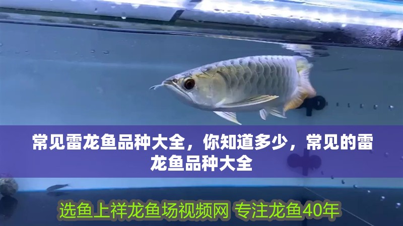 常見雷龍魚品種大全，你知道多少，常見的雷龍魚品種大全