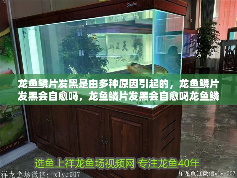 龍魚鱗片發黑是由多種原因引起的，龍魚鱗片發黑會自愈嗎，龍魚鱗片發黑會自愈嗎龍魚鱗片發黑會自愈嗎