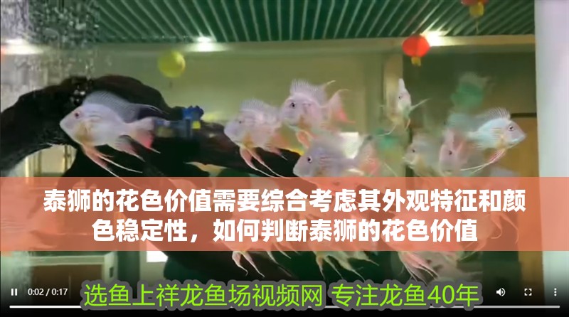 泰獅的花色價值需要綜合考慮其外觀特征和顏色穩定性，如何判斷泰獅的花色價值