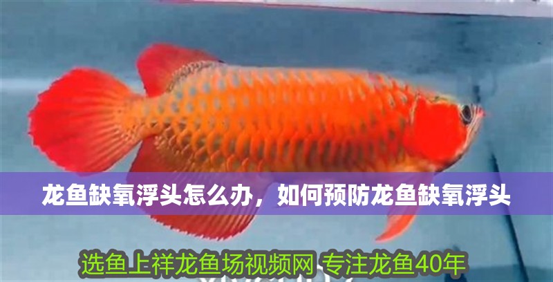 龍魚缺氧浮頭怎么辦，如何預防龍魚缺氧浮頭