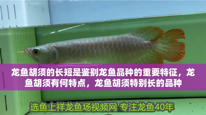 龍魚胡須的長短是鑒別龍魚品種的重要特征，龍魚胡須有何特點，龍魚胡須特別長的品種