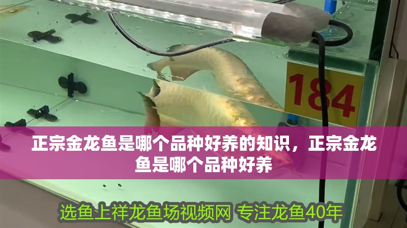 正宗金龍魚是哪個品種好養的知識，正宗金龍魚是哪個品種好養
