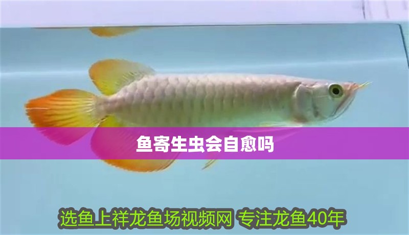 魚寄生蟲會自愈嗎