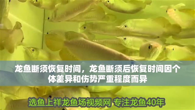 龍魚(yú)斷須恢復(fù)時(shí)間，龍魚(yú)斷須后恢復(fù)時(shí)間因個(gè)體差異和傷勢(shì)嚴(yán)重程度而異