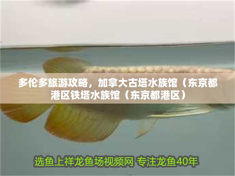 多倫多旅游攻略，加拿大古塔水族館（東京都港區鐵塔水族館（東京都港區）