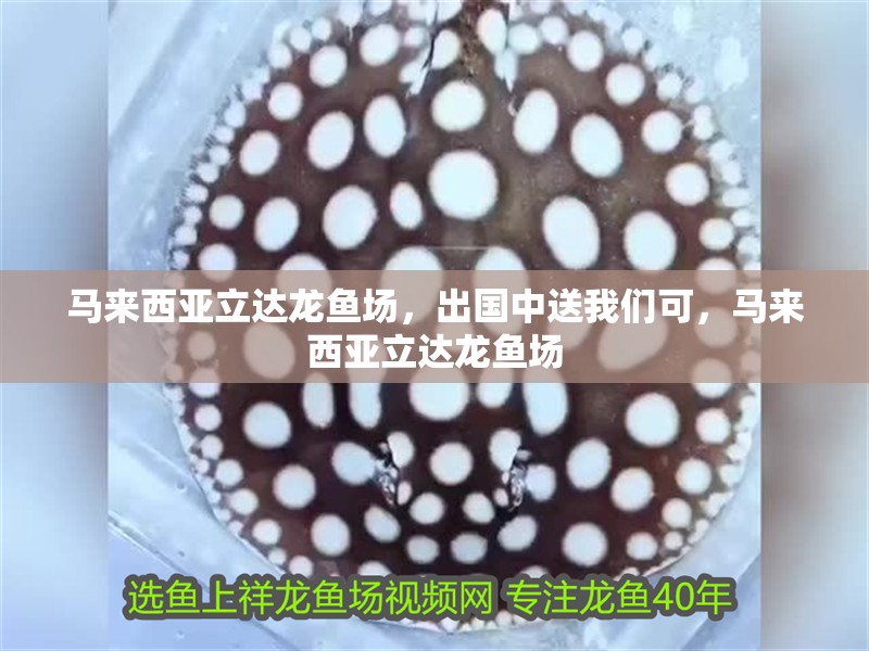 馬來西亞立達(dá)龍魚場(chǎng)，出國(guó)中送我們可，馬來西亞立達(dá)龍魚場(chǎng)