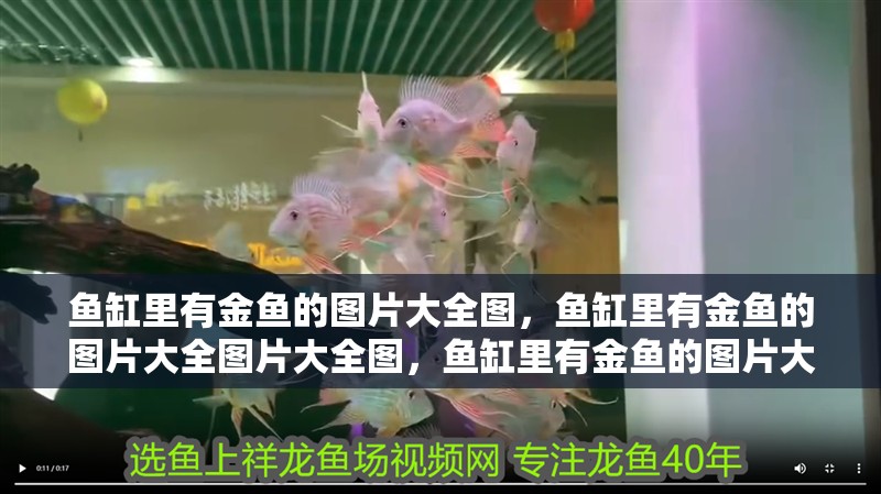 魚缸里有金魚的圖片大全圖，魚缸里有金魚的圖片大全圖片大全圖，魚缸里有金魚的圖片大全圖