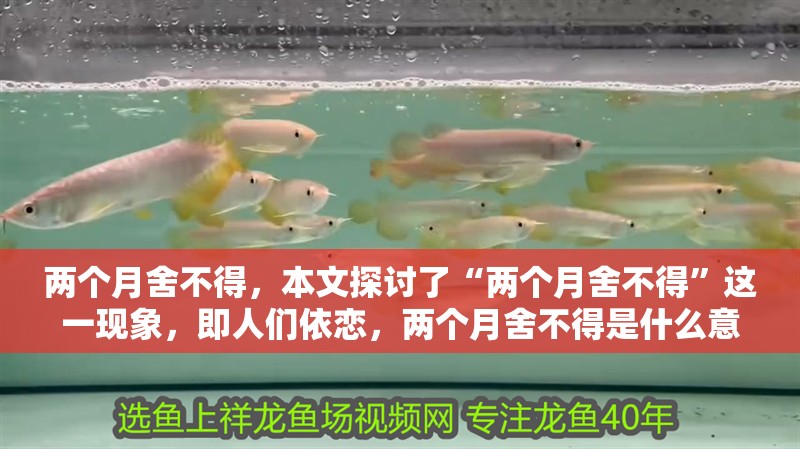 兩個月舍不得，本文探討了“兩個月舍不得”這一現(xiàn)象，即人們依戀，兩個月舍不得是什么意思