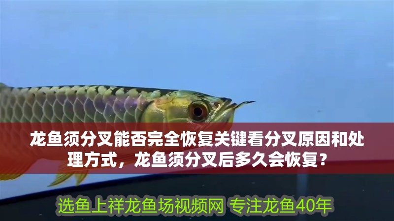 龍魚須分叉能否完全恢復(fù)關(guān)鍵看分叉原因和處理方式，龍魚須分叉后多久會恢復(fù)？
