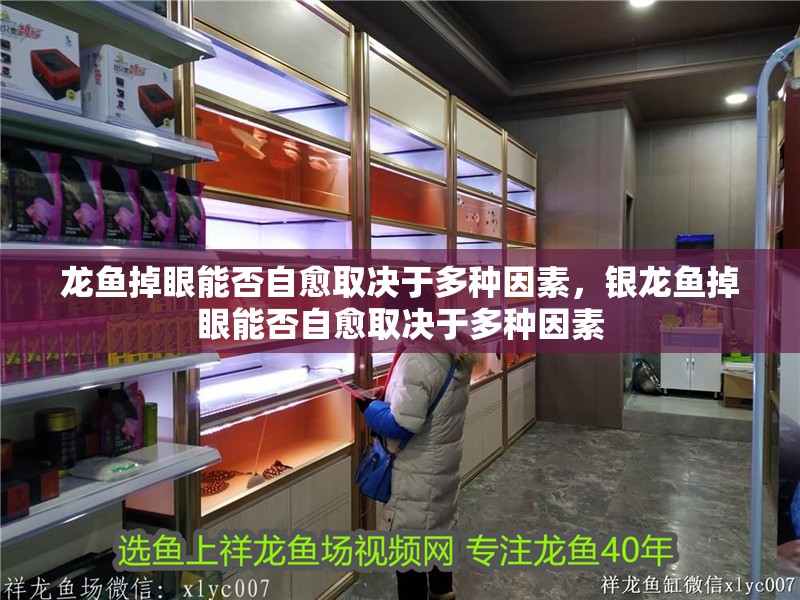 龍魚掉眼能否自愈取決于多種因素，銀龍魚掉眼能否自愈取決于多種因素