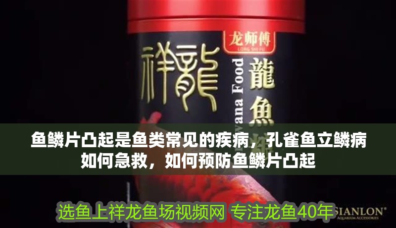 魚鱗片凸起是魚類常見的疾病，孔雀魚立鱗病如何急救，如何預防魚鱗片凸起