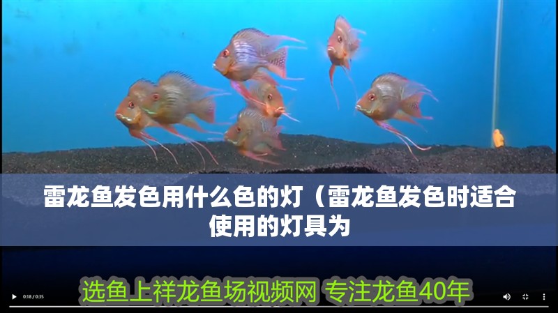 雷龍魚發色用什么色的燈（雷龍魚發色時適合使用的燈具為