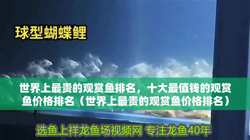 世界上最貴的觀賞魚排名，十大最值錢的觀賞魚價格排名（世界上最貴的觀賞魚價格排名）