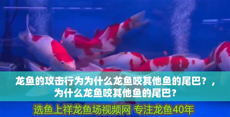龍魚的攻擊行為為什么龍魚咬其他魚的尾巴？，為什么龍魚咬其他魚的尾巴？