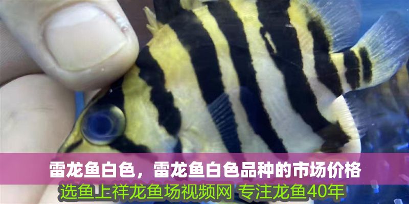 雷龍魚白色，雷龍魚白色品種的市場價格