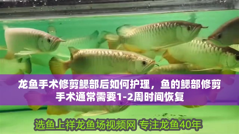 龍魚手術修剪鰓部后如何護理，魚的鰓部修剪手術通常需要1-2周時間恢復