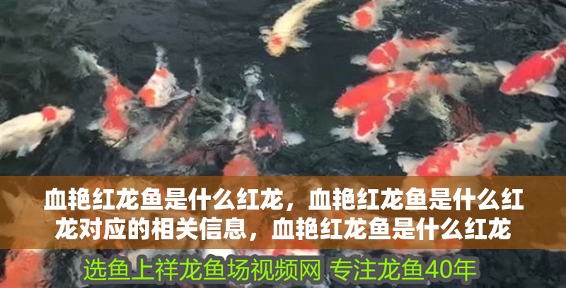 血艷紅龍魚是什么紅龍，血艷紅龍魚是什么紅龍對應(yīng)的相關(guān)信息，血艷紅龍魚是什么紅龍