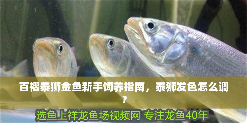 百褶泰獅金魚新手飼養指南，泰獅發色怎么調？