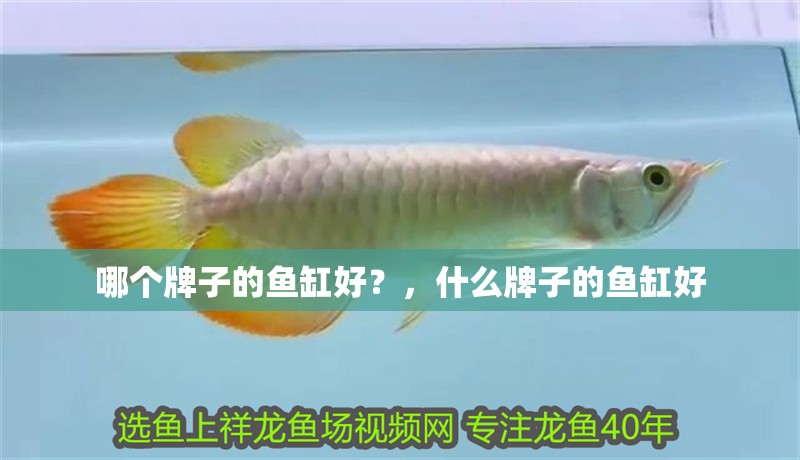 哪個牌子的魚缸好？，什么牌子的魚缸好