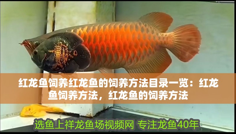 紅龍魚(yú)飼養(yǎng)紅龍魚(yú)的飼養(yǎng)方法目錄一覽：紅龍魚(yú)飼養(yǎng)方法，紅龍魚(yú)的飼養(yǎng)方法