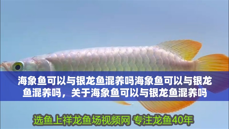 海象魚(yú)可以與銀龍魚(yú)混養(yǎng)嗎海象魚(yú)可以與銀龍魚(yú)混養(yǎng)嗎，關(guān)于海象魚(yú)可以與銀龍魚(yú)混養(yǎng)嗎