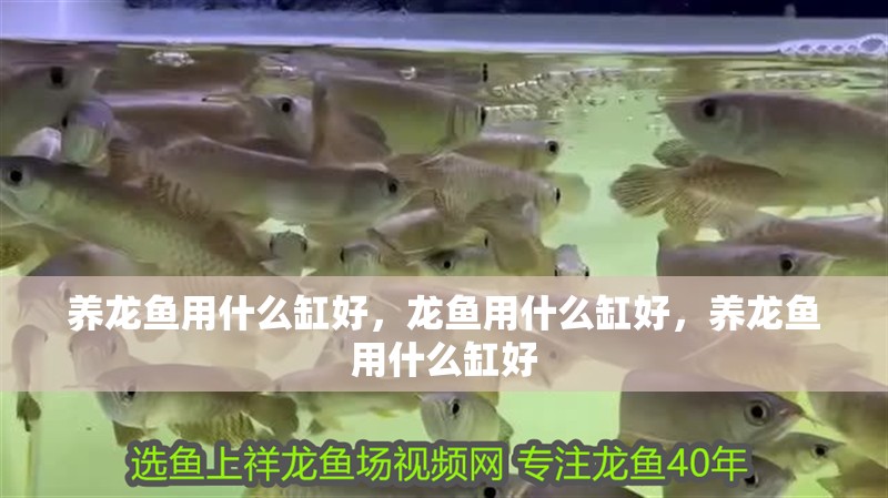 養龍魚用什么缸好，龍魚用什么缸好，養龍魚用什么缸好