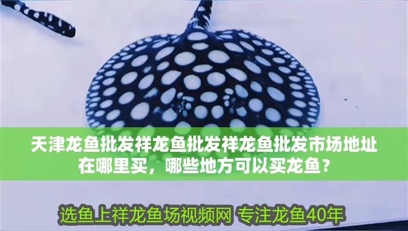 天津龍魚批發(fā)祥龍魚批發(fā)祥龍魚批發(fā)市場地址在哪里買，哪些地方可以買龍魚？