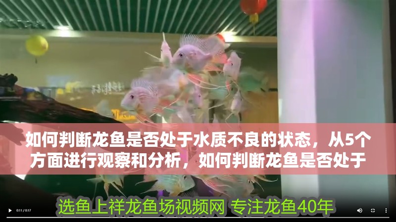 如何判斷龍魚是否處于水質不良的狀態，從5個方面進行觀察和分析，如何判斷龍魚是否處于水質不良狀態