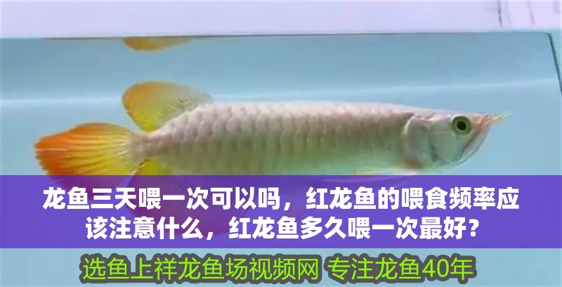 龍魚三天喂一次可以嗎，紅龍魚的喂食頻率應(yīng)該注意什么，紅龍魚多久喂一次最好？