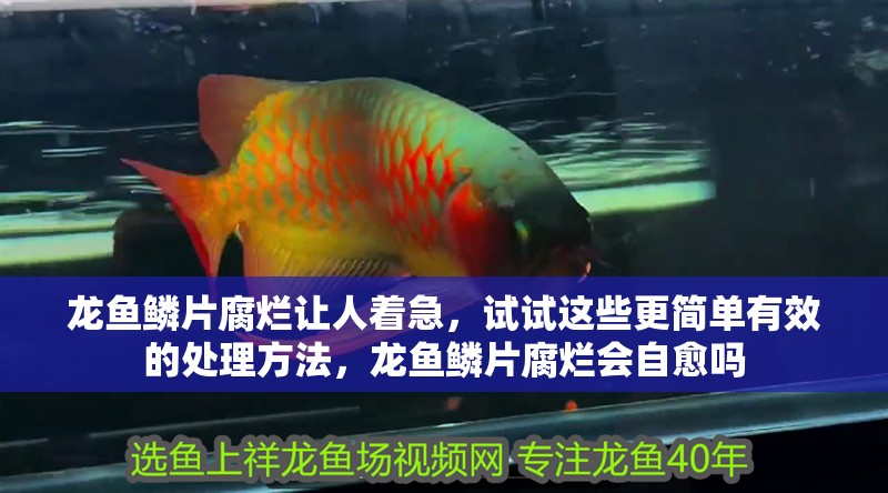 龍魚(yú)鱗片腐爛讓人著急，試試這些更簡(jiǎn)單有效的處理方法，龍魚(yú)鱗片腐爛會(huì)自愈嗎