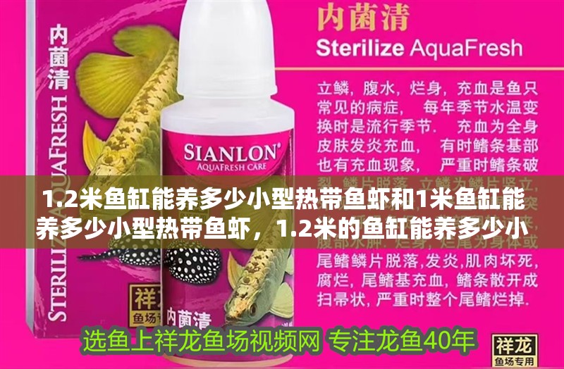 1.2米魚缸能養多少小型熱帶魚蝦和1米魚缸能養多少小型熱帶魚蝦，1.2米的魚缸能養多少小型熱帶魚蝦？