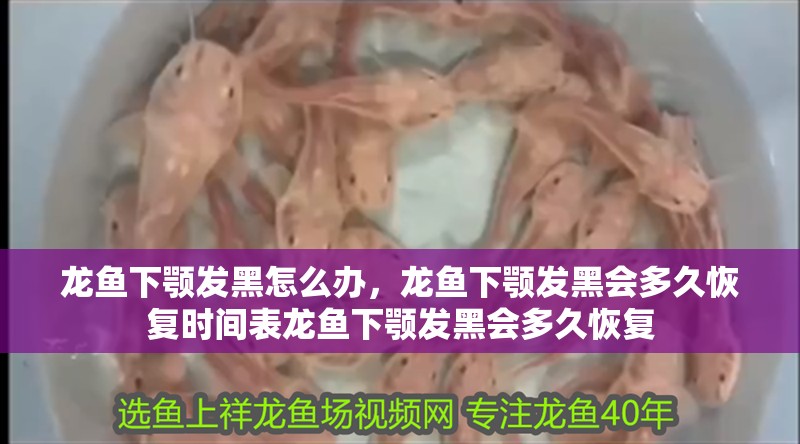 龍魚下顎發(fā)黑怎么辦，龍魚下顎發(fā)黑會(huì)多久恢復(fù)時(shí)間表龍魚下顎發(fā)黑會(huì)多久恢復(fù)