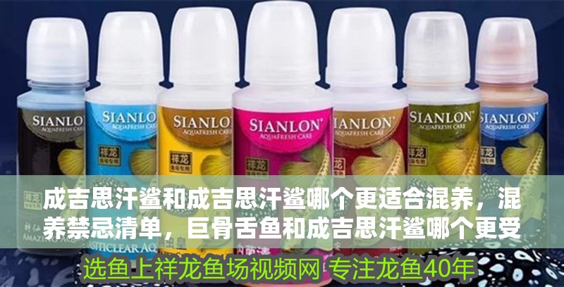 成吉思汗鯊和成吉思汗鯊哪個更適合混養(yǎng)，混養(yǎng)禁忌清單，巨骨舌魚和成吉思汗鯊哪個更受歡迎？
