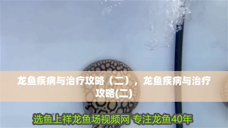 龍魚怕什么 龍魚疾病與治療攻略(二),龍魚疾病與治療攻略(二) 觀賞魚百科 龍魚疾病與治療攻略(二),龍魚疾病與治療攻略(二) 龍魚疾病與治療攻略(二),龍魚疾病與治療攻略(二) 觀賞魚百科