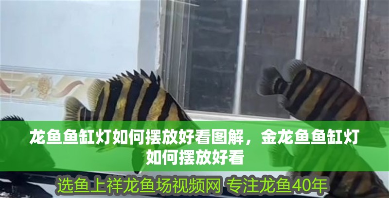 龍魚魚缸燈如何擺放好看圖解，金龍魚魚缸燈如何擺放好看