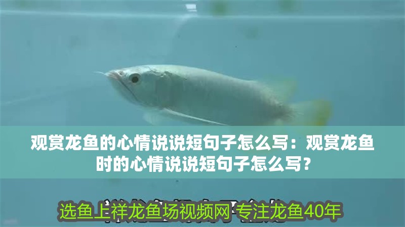 觀賞龍魚的心情說說短句子怎么寫：觀賞龍魚時的心情說說短句子怎么寫？