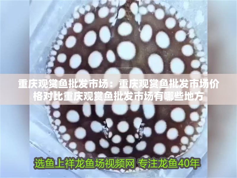 重慶觀賞魚批發市場：重慶觀賞魚批發市場價格對比重慶觀賞魚批發市場有哪些地方